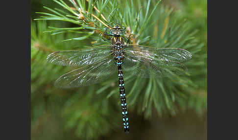 Torf- Mosaikjungfer (Aeshna juncea)