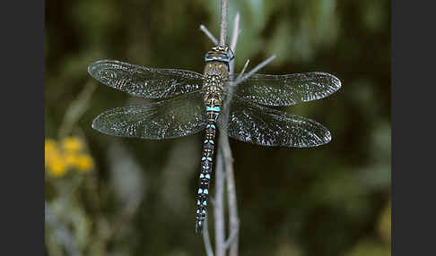 Herbst- Mosaikjungfer (Aeshna mixta)