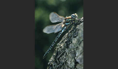 Hochmoor-Mosaikjungfer (Aeshna subarctica elisabethae)