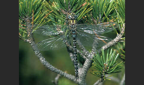 Hochmoor-Mosaikjungfer (Aeshna subarctica elisabethae)