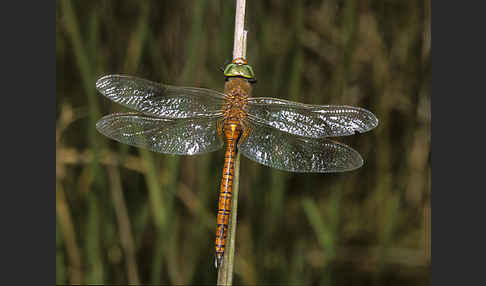 Keilfleck-Mosaikjungfer (Anaciaeschna isosceles)