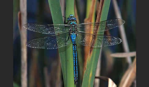 Große Königslibelle (Anax imperator)