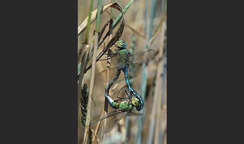 Große Königslibelle (Anax imperator)