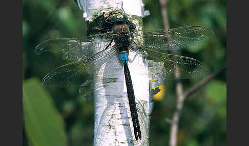 Kleine Königslibelle (Anax parthenope)