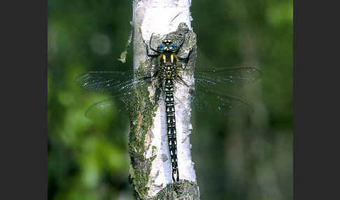 Kleine Mosaikjungfer (Brachytron pratense)