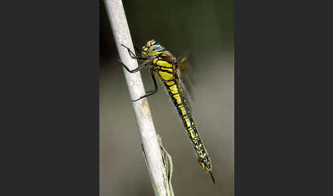 Kleine Mosaikjungfer (Brachytron pratense)