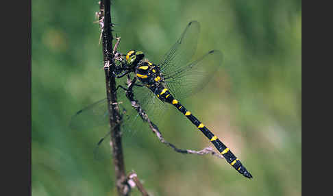 Gestreifte Quelljungfer (Cordulegaster bidentata)