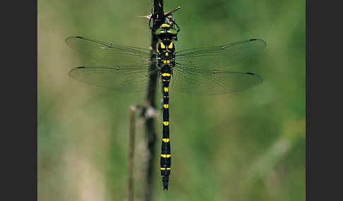 Gestreifte Quelljungfer (Cordulegaster bidentata)