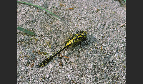 Gemeine Keiljungfer (Gomphus vulgatissimus)