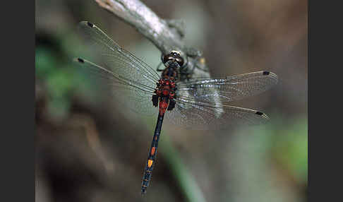 Kleine Moosjungfer (Leucorrhinia dubia)