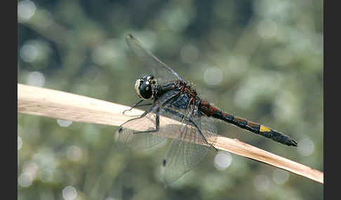 Große Moosjungfer (Leucorrhinia pectoralis)