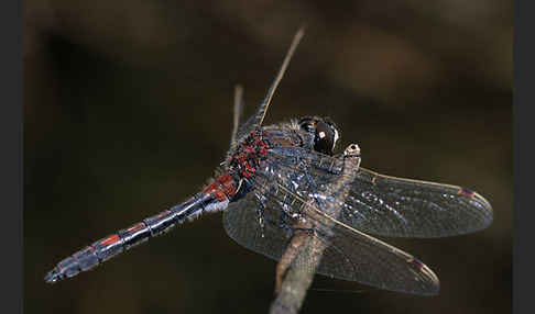 Nordische Moosjungfer (Leucorrhinia rubicunda)