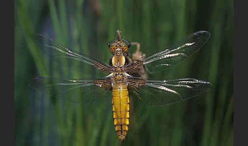 Plattbauch (Libellula depressa)