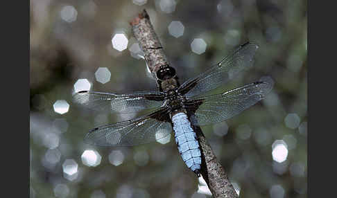 Plattbauch (Libellula depressa)