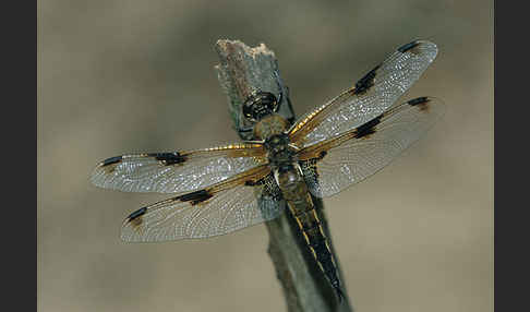 Vierfleck (Libellula quadrimaculata)