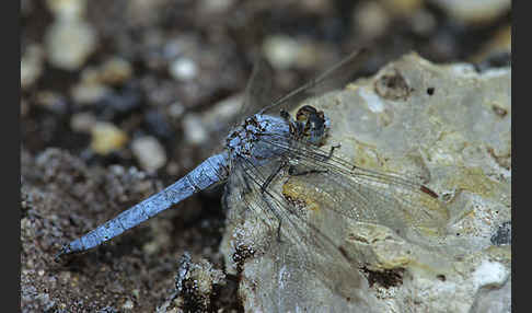 Südlicher Blaupfeil (Orthetrum brunneum)