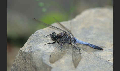 Großer Blaupfeil (Orthetrum cancellatum)