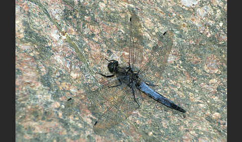 Großer Blaupfeil (Orthetrum cancellatum)