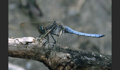 Kleiner Blaupfeil (Orthetrum coerulescens)