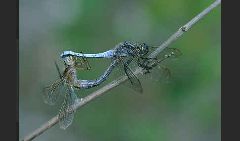 Kleiner Blaupfeil (Orthetrum coerulescens)