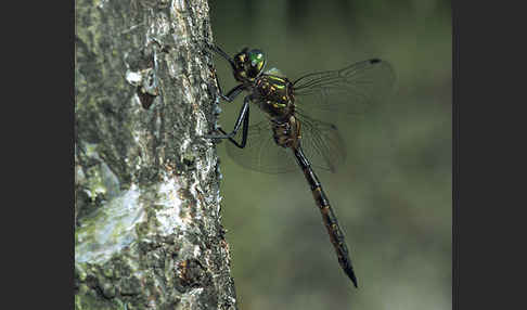 Gefleckte Smaragdlibelle (Somatochlora flavomaculata)