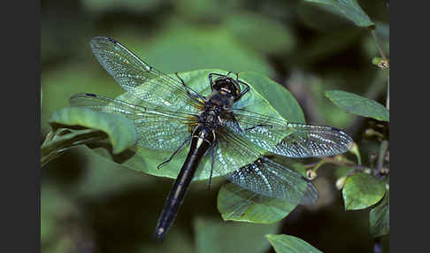 Glänzende Smaragdlibelle (Somatochlora metallica)