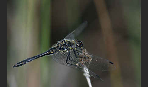 Schwarze Heidelibelle (Sympetrum danae)