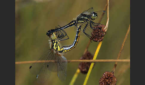 Schwarze Heidelibelle (Sympetrum danae)