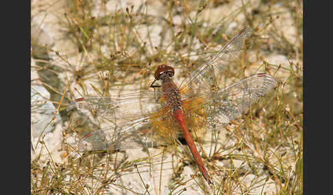 Gefleckte Heidelibelle (Sympetrum flaveolum)