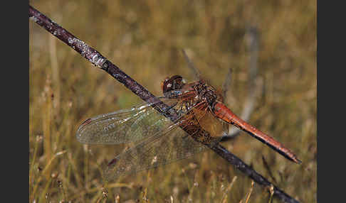 Gefleckte Heidelibelle (Sympetrum flaveolum)