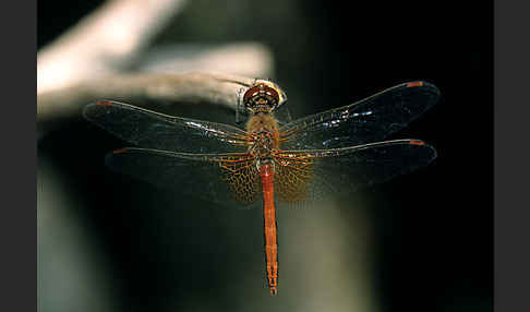 Gefleckte Heidelibelle (Sympetrum flaveolum)