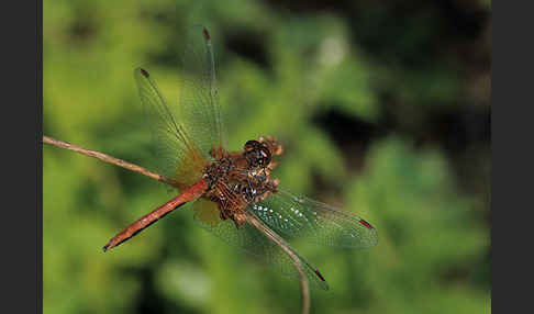 Gefleckte Heidelibelle (Sympetrum flaveolum)