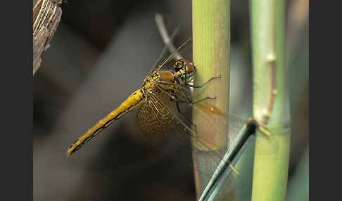 Gefleckte Heidelibelle (Sympetrum flaveolum)