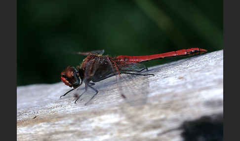 Frühe Heidelibelle (Sympetrum fonscolombei)