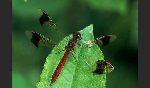 Gebänderte Heidelibelle (Sympetrum pedemontanum)