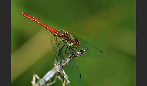 Blutrote Heidelibelle (Sympetrum sanguineum)