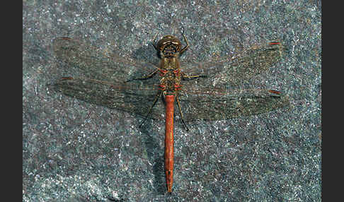 Große Heidelibelle (Sympetrum striolatum)