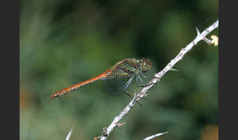 Große Heidelibelle (Sympetrum striolatum)