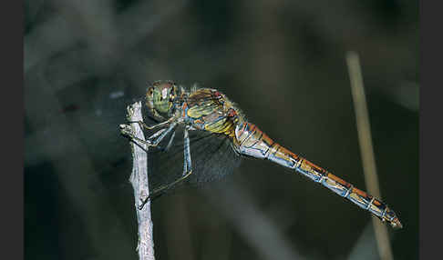 Große Heidelibelle (Sympetrum striolatum)