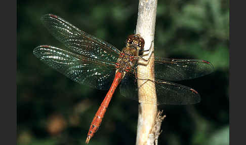 Gemeine Heidelibelle (Sympetrum vulgatum)