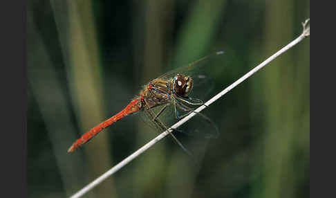 Gemeine Heidelibelle (Sympetrum vulgatum)