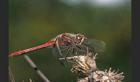 Gemeine Heidelibelle (Sympetrum vulgatum)