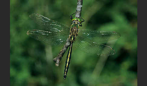 Glänzende Smaragdlibelle (Somatochlora metallica)