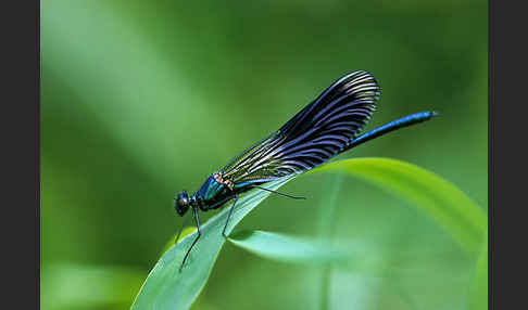 Gebänderte Prachtlibelle (Calopteryx splendens)