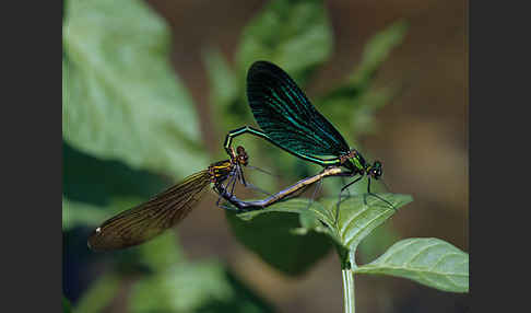 Blauflügel - Prachtlibelle (Calopteryx virgo)