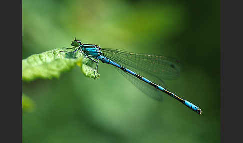 Speer-Azurjungfer (Coenagrion hastulatum)