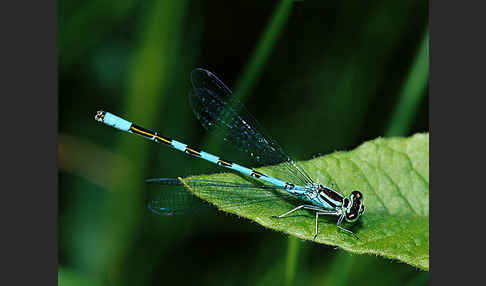 Speer-Azurjungfer (Coenagrion hastulatum)