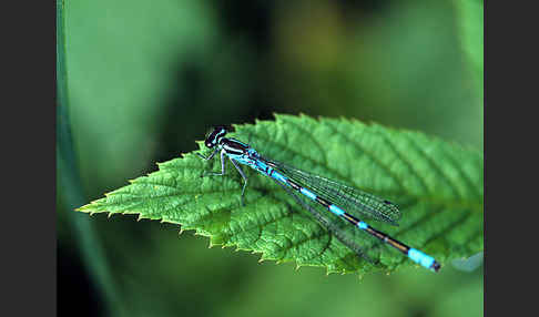 Speer-Azurjungfer (Coenagrion hastulatum)