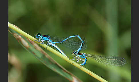 Helm- Azurjungfer (Coenagrion mercuriale)