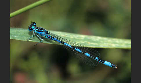 Vogel-Azurjungfer (Coenagrion ornatum)